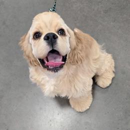 Santana - Buff male Cocker Spaniel puppy in Gate City, Virginia from Top Notch Cocker Spaniels