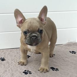 French Bulldog Puppies from Frenchie for you