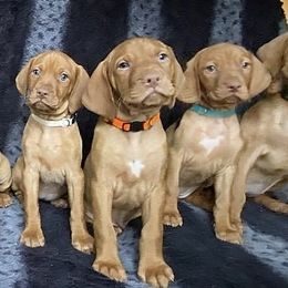 Vizsla puppies from Dzika Place Kennels