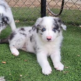 Dawn - Slate merle female Border Collie puppy in Morgan, Texas from Shooting Star Ranch