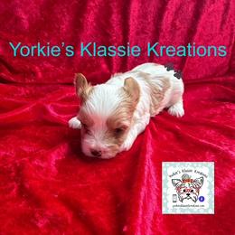 Kixx - Parti male Yorkshire Terrier puppy in Dierks, Arkansas from Yorkie’s Klassie Kreations