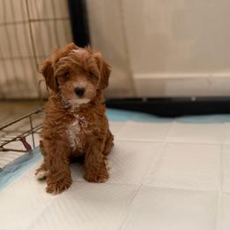 Charlie - Caramel male Australian Labradoodle puppy in Auburn, California from Poodles and Labradoodles breeder