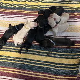 Orange - Misty - Black female Goldendoodle puppy in Orange City, Florida from Rainbow Doodle