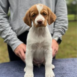 Tie Dye Girl - Orange and white female Brittany puppy in Milner, Georgia from Hi-Hope Kennel