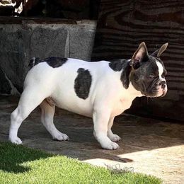 French Bulldog Puppies from Pettybilt Frenchies