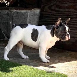 French Bulldog Puppies from Pettybilt Frenchies