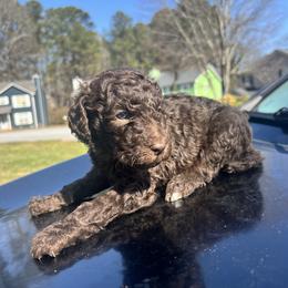 Atlanna - Brown female Poodle puppy in Atlanta, Georgia from Syren House Doodles & Poodles