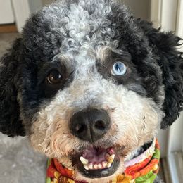Harry - Bernedoodle