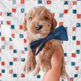 Franklin (Green Collar) - Red  male Goldendoodle puppy in Beaverton, Oregon from Henry Elliots