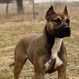 American Pit Bull Terriers and American Staffordshire Terriers from Mythos K9s