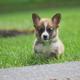 Hank - Red male Pembroke Welsh Corgi puppy in Lititz, Pennsylvania from GoldStar Corgis (License Number 18519)