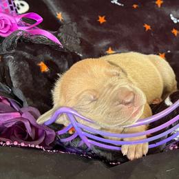 Serafina - Lime Green Collar (Lilac) - Chocolate female Great Dane puppy in Morton, Illinois from That Gurl K9s