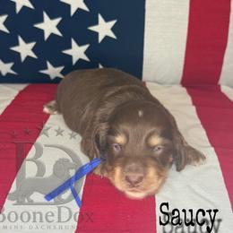 Saucy - Chocolate and cream male Dachshund puppy in Lexington, Oklahoma from BooneDox Miniature Dachshunds