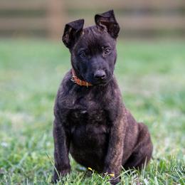 N-Male Orange Collar - Yellow male Dutch Shepherd puppy in Alum Creek, West Virginia from Stay Wild K9