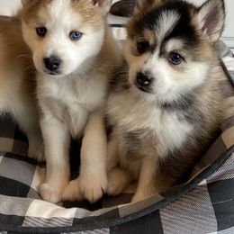Pomsky Puppies from Goodness Gracious Pomskies