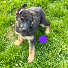 Flak - Black and red female German Shepherd puppy in Medical Lake, Washington from Nine Realms German Shepherds
