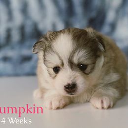 Pumpkin - Silver and white female Pomsky puppy in Winston, Oregon from Arctic Tails Spitz
