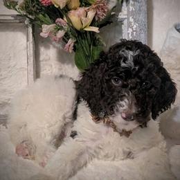 Noli - Brown and white female Sheepadoodle puppy in Berwick, Pennsylvania from Wright’s Wiggle Butts