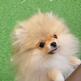 Mari - Pomeranian