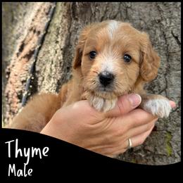Thyme - Apricot male Goldendoodle puppy in Angier, North Carolina from A Breed Above Kennels