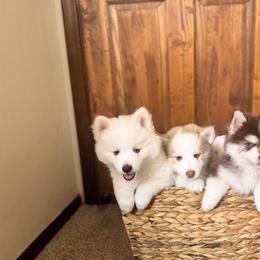 Pomsky Puppies from Blue Heaven Pomsky
