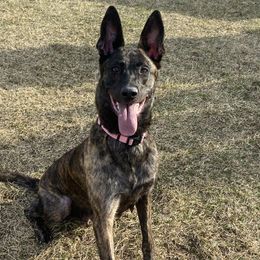 Gia - Dutch Shepherd