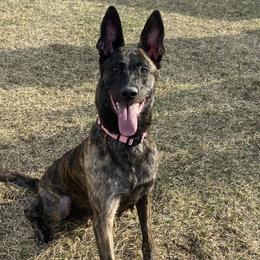 Gia - Dutch Shepherd