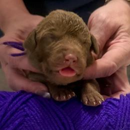 Purple Female - Brown female Chesapeake Bay Retriever puppy in Houston, Texas from Monarch Chesapeakes