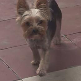 Minnie - Yorkshire Terrier