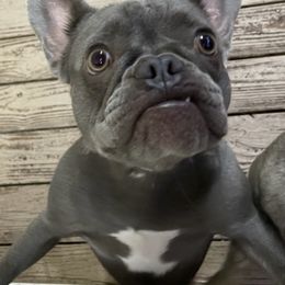 French Bulldogs from Finest Frenchies, LLC