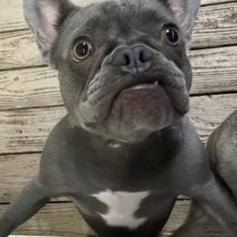 French Bulldogs from Finest Frenchies, LLC