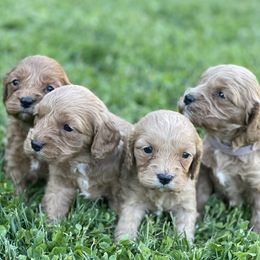 Cavapoos from Cavakennels.pnw
