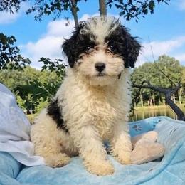 Mikey - Black and white male Companion Cross puppy in Macon, Georgia from Shipoo Lane