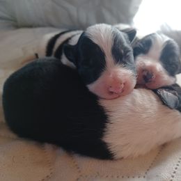 Border Collie Puppies from Kait Standal