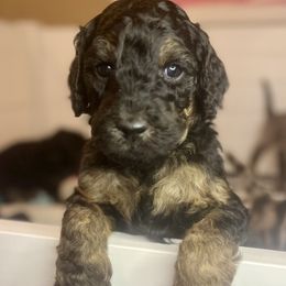 Goldendoodle Puppies from Fishermen’s Doodles