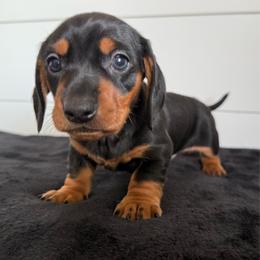 Marshall - Black and tan male Dachshund puppy in Callahan, Florida from Little Foot Kennels