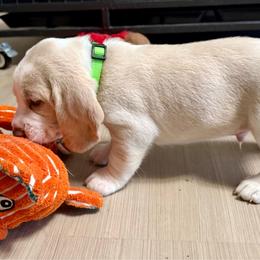Neon Green collar - boy- Pickles - Red and white male Beagle puppy in Las Vegas, Nevada from Hound Kings