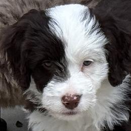Aussiedoodle and Miniature American Shepherd Puppies from Lori Davis