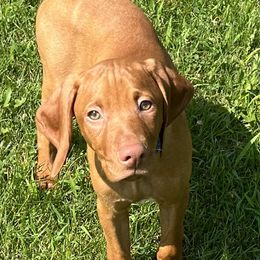Duke - Male Black Collar - Golden rust male Vizsla puppy in Oswego, Illinois from Vizslas of Illinois
