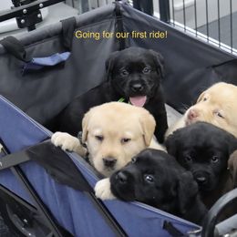 Labrador Retriever Puppies from Ashland Labradors