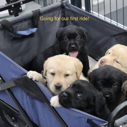 Labrador Retriever Puppies from Ashland Labradors