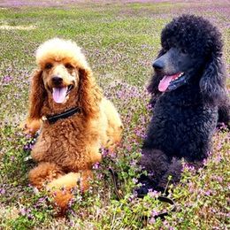 Poodles from Sissy's Poodles