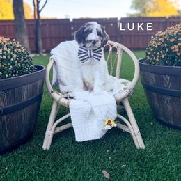 Luke - Parti male Goldendoodle puppy in Dallas County, Texas from Dream A Little Doodle