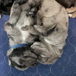 Golden Aussiedoodle and Goldendoodle Puppies from AZ Stickerdoodles