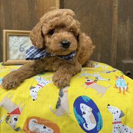 Cavapoo and Cockapoo Puppies from WoodHaven Pups MN