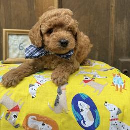 Cavapoo and Cockapoo Puppies from WoodHaven Pups MN