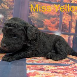Goldendoodle, Golden Retriever, Labradoodle, and Labrador Retriever Puppies from Robertson's Retrievers and Doodles