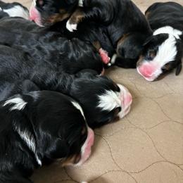 Girl 6 - Black rust and white female Bernese Mountain Dog puppy in Carlotta, California from Aunt-T’s Australian Shepherds