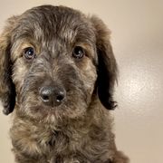 Ginger Snap - Brindle Bordoodle puppy in Lake Benton, Minnesota from Breezy Ridge Bordoodles
