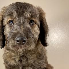 Ginger Snap - Brindle Bordoodle puppy in Lake Benton, Minnesota from Breezy Ridge Bordoodles